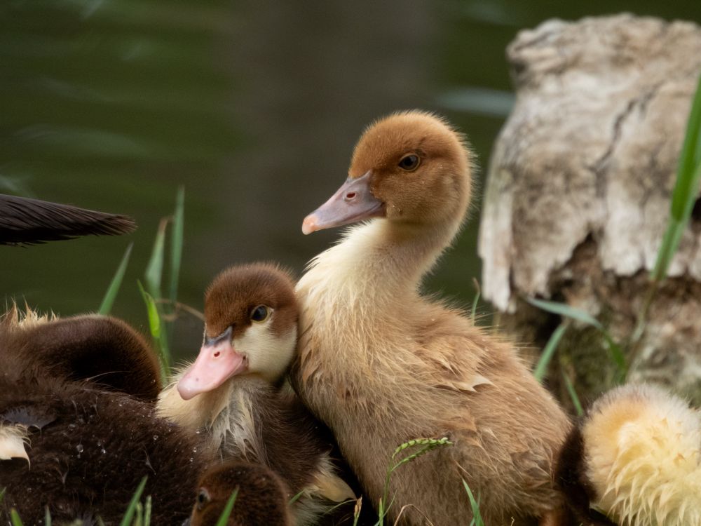Some very young Muscovy ducklings huddled up together! Centered are two pale brown ducklings. Both have their heads slightly inclined towards the camera. The ducklings are all very fuzzy and lacking feathers still.