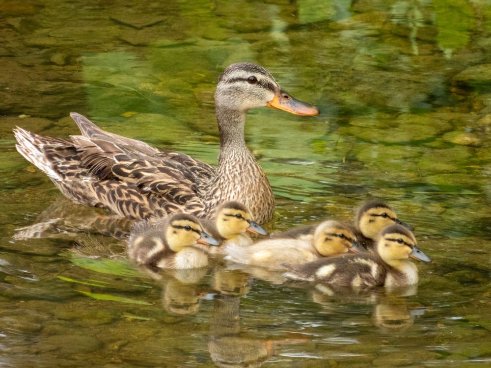 A female mallard is swimming in a very green looking creek with her 5 ducklings all in front of her. Everyone is in profile view. One of the five ducklings is much paler than the others.