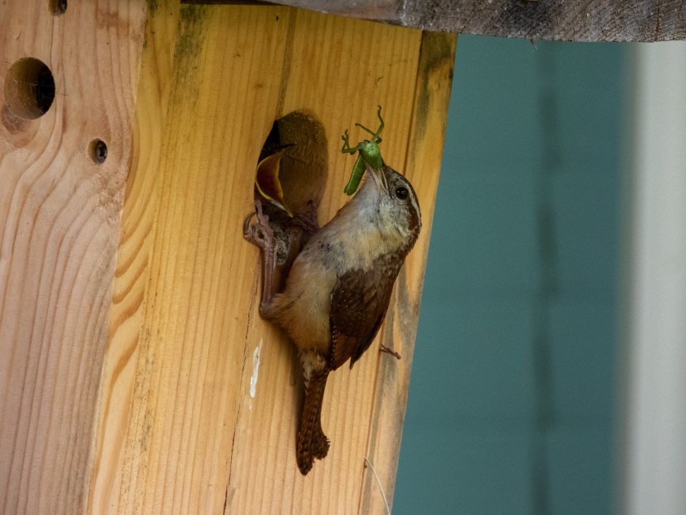An adult Carolina wren is delivering an insect to its young in a birdhouse. One of the baby’s mouths is visible through the opening; it’s wide open waiting for the bug. Whatever the insect is, it’s bright green. At this point, the parent had already taken the insect back from the babies several times, and it is quite mutilated by now…