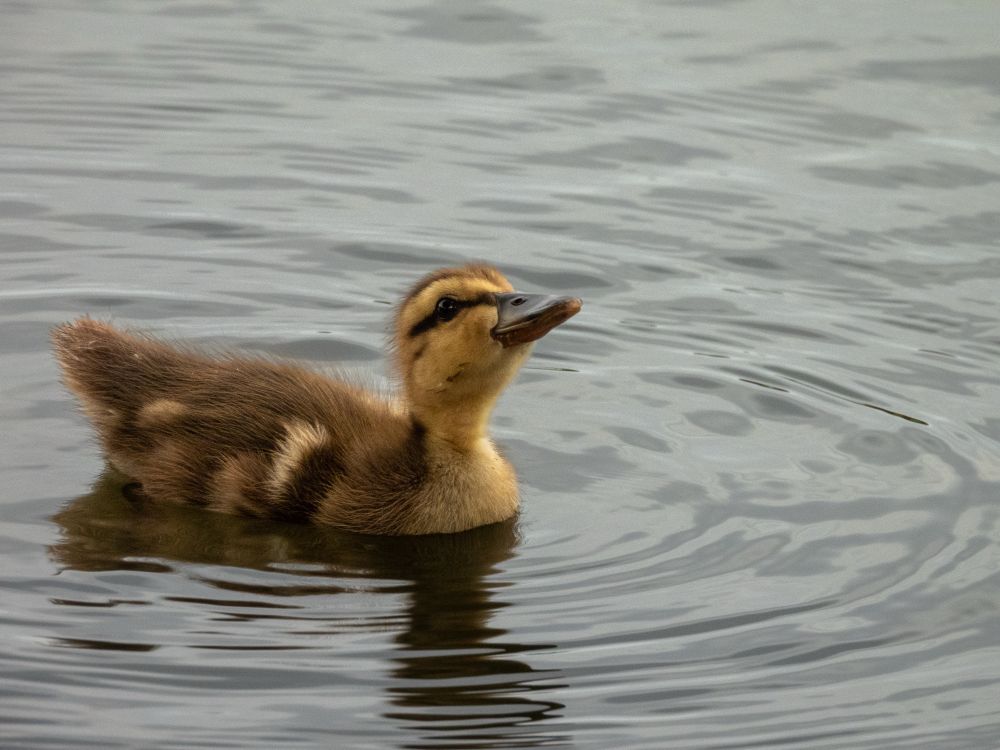 A mallard duckling is swimming in a pond. The duckling is still fuzzy without feathers and is pale brown and yellow. Its head is angled upwards because it has just taken a sip of water. It had two other siblings and its mom with it.
