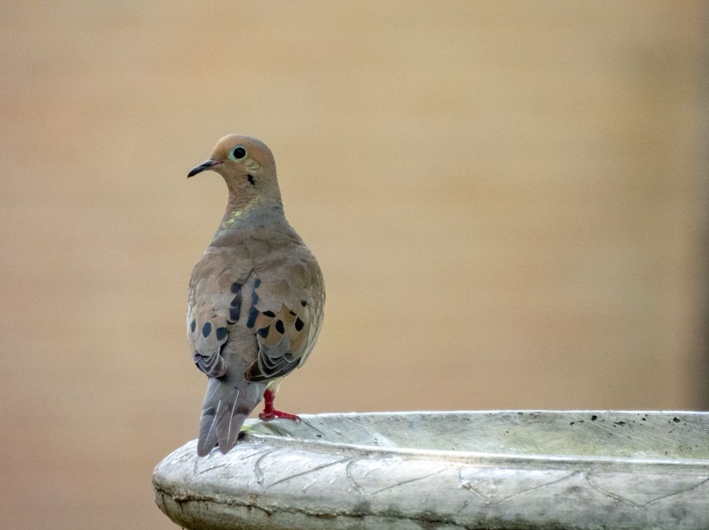 A mourning dove is perched on the edge of a birdbath. Its tail and back is facing the viewer but its head is turned in a profile view. The light teal around its eye is very visible in this photo. Some flecks of an almost gold like color are visible on its neck as well.