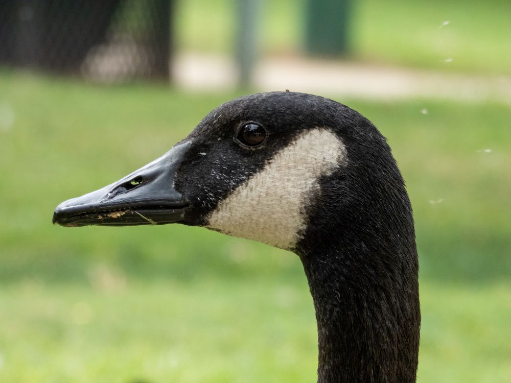 A photo of a Canada Goose in profile. Only its head and some of its neck is visible in this photo. This one is a gosling that’s almost fully grown. A few of its baby feathers still remain on its face. 

In this photo you can see through the goose’s nostrils to the other side!