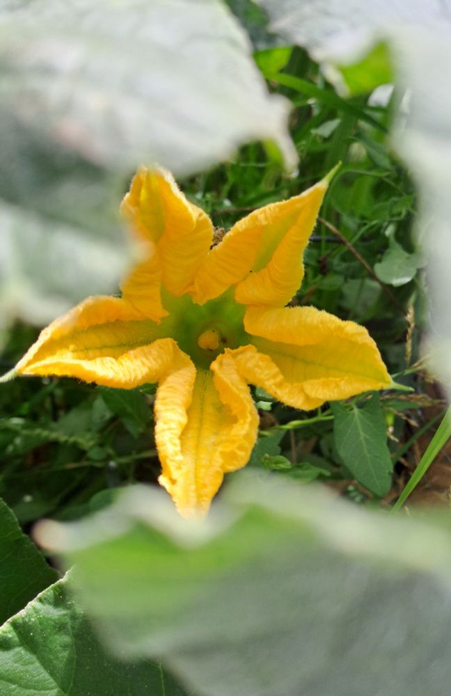 Fleur de courge. 5 pétales pointus et bien jaunes. Il y a un chaos de feuilles floues devant.