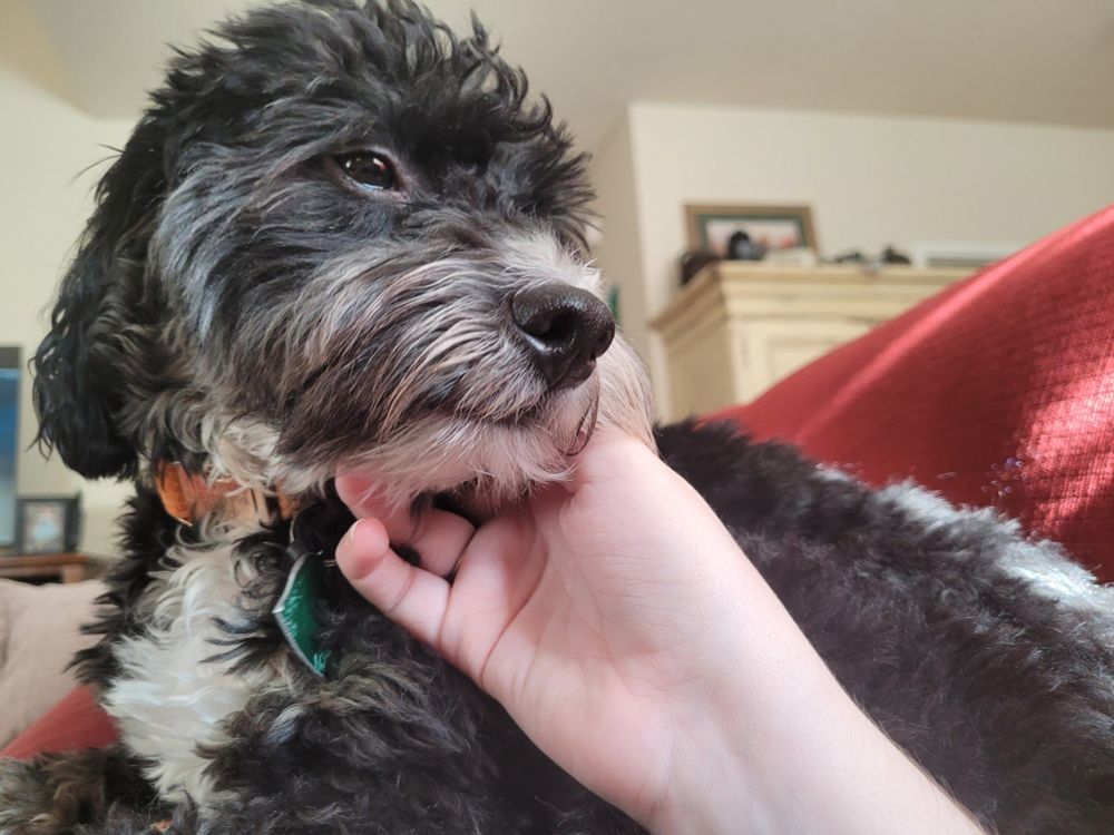 Fluffy black dog with a little white nose leaning into a chin scritch