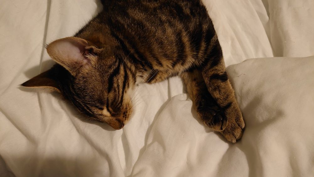 sleeping tabby kitten