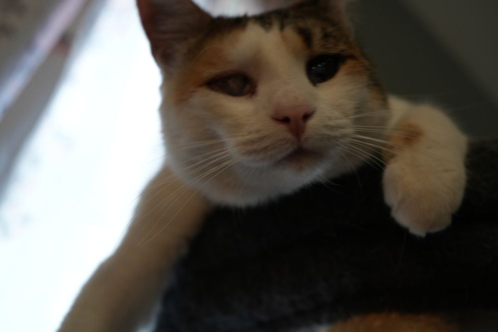 A giant calico looks down on us. Her paws draping over over her cat tower, as she reaches out to get our attention. 

She is very interested in a snoot boop and pet.