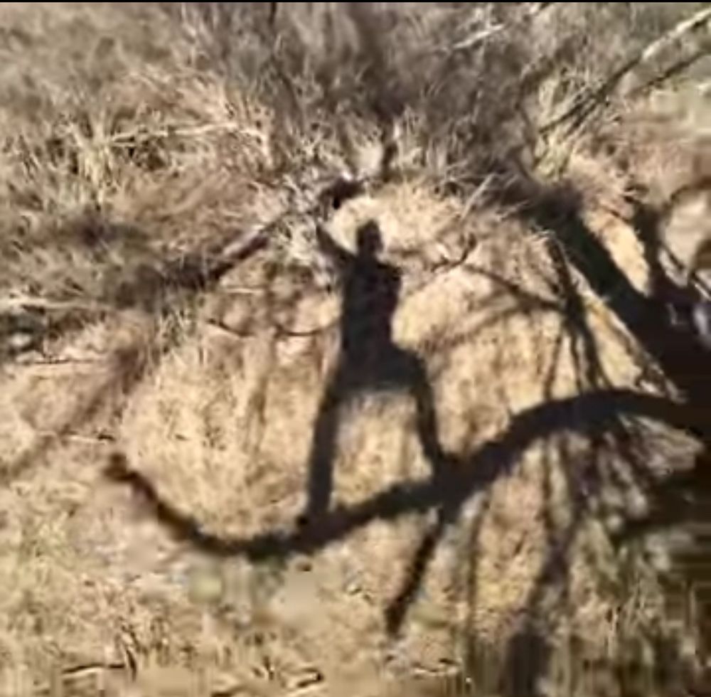 Screenshot of a vine where a guy is jumping up and down on a tree branch. 
