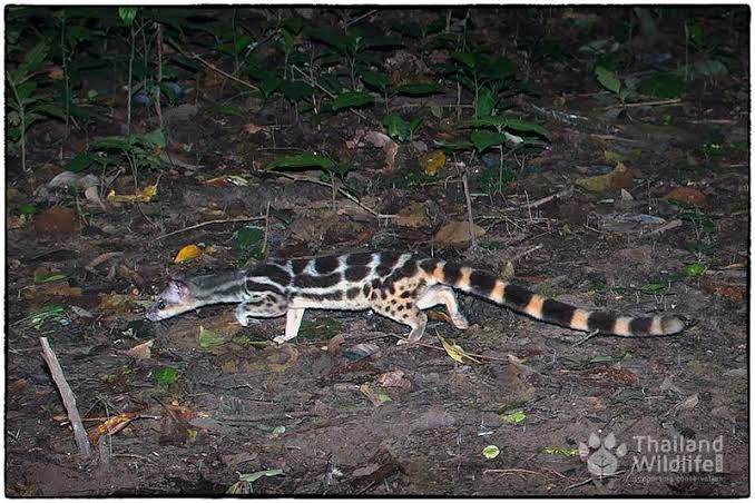 A linsang (Prionodon linsang) on the forest floor