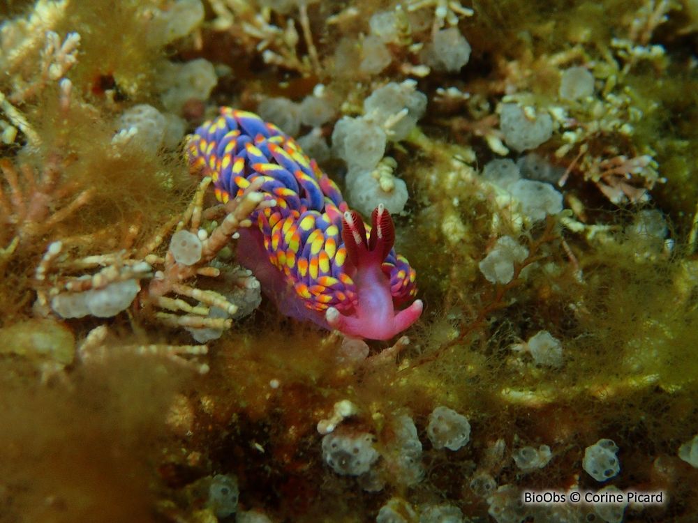 A specimen of Babakina anadon, crawling on the sea floor. The body is bright pink, while the structures covering the surface of the body (cerata) shows deep blue and yellow hues, with pink/red tips.
Credit : Corine Picard