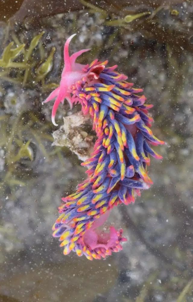 Dorsal view of a specimen of Babakina anadon. The body and foor are bright pink, while the structures covering the surface of the body (cerata) shows deep blue and yellow hues, with pink tips.
© Laurent MARY