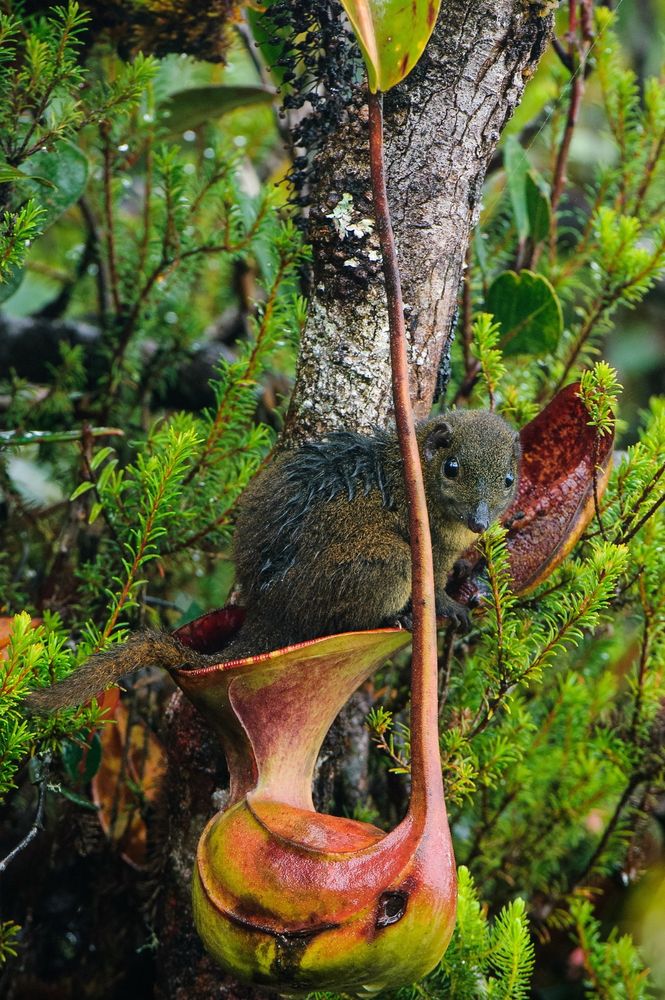 A tupaia sitting on a Nepenthes poop trap

📷 : Chien C Lee