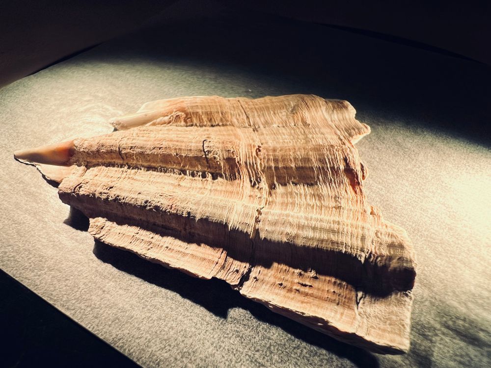 Archaeological fragment of a Pecten maximus shell