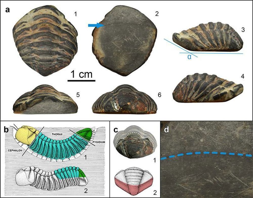 Photographs and interpretation of Colpocoryphe sp., the Ordovician trilobite found in the Armea Roman settlement. a, c, d, Specimen CCA21-3965 in dorsal (a1), lower (a2), anterior (a5), posterior (a6), left-lateral (a3), and right-lateral (a4) views. α in a3 indicates the angle measured between the two main wear facets (1 and 2 in Fig. 2) of anthropic origin, whose convergence is marked by a blue arrow in a2. b, Reconstruction of the life habit of the genus Colpocoryphe (b1), half-buried in the substrate in an arched shape, and retraction of the exoskeleton after death or ecdysis (b2). The lateral view of the specimen in a3 was reproduced in b2 to clarify the positioning of the fossil. c, Posterior-oblique view of the specimen with enhanced pygidium (c1), to indicate the missing parts (highlighted in pink in c2) with reference to a drawing of a Colpocoryphe pygidium. d, Close view of a.2 (lower side of specimen), showing details of abrasion striae near the boundary between the angular facets (blue line). Drawings reproduced from Hammann (1983)

Source : https://link.springer.com/article/10.1007/s12520-025-02266-8