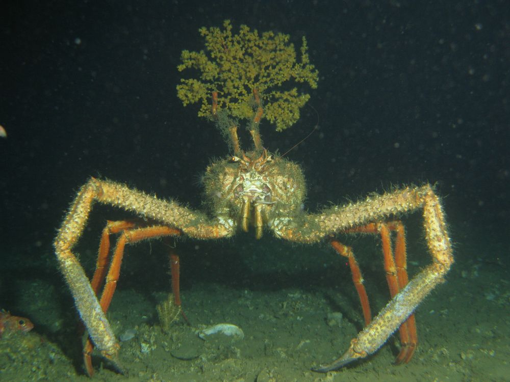 Paromola cuvieri carrying a deep sea coral
Source : @irisgorgona