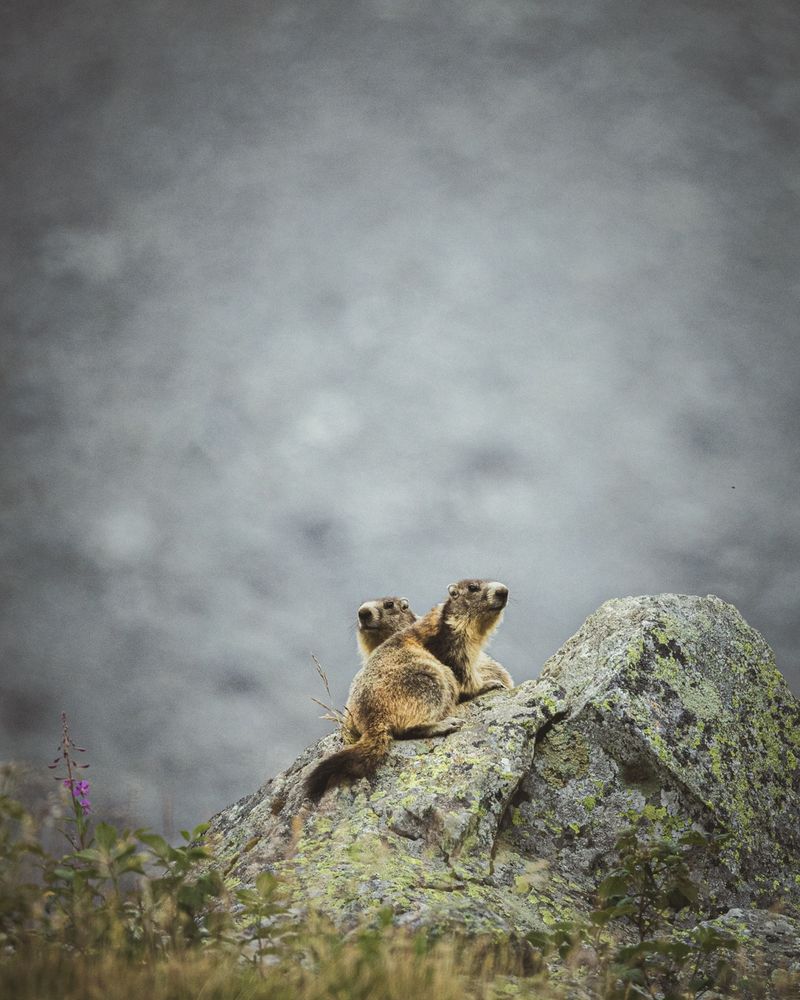 Photography of a pair of alpine marmot (Marmota marmota) posing on a rock
