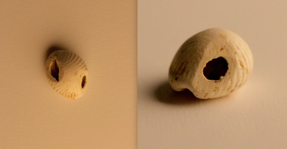 Une coquille de Trivia sp. percée en vue d'être utilisée comme parure. Provient du niveau coquilliers Campaniforme du site de Pors ar Puns