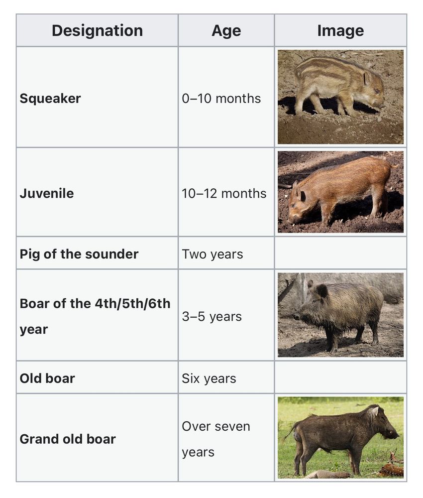 Boar hunting terminology

Squeaker	0–10 months	
Juvenile	10–12 months	
Pig of the sounder	Two years	
Boar of the 4th/5th/6th year	3–5 years	
Old boar	Six years	
Grand old boar	Over seven years

Each category has an associated photo, except the pig of the sounder and the old boar

Source : Wikipedia 