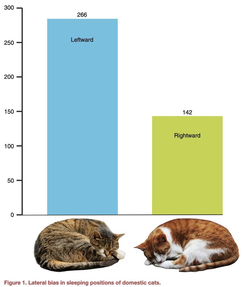 Figure from the Isparta et al paper :

About two-thirds of cats prefer to sleep on their left side. Pictures of cats from unsplash: left cat courtesy of Noah Dustin von Weissenfluh (@noah_dustin), right cat courtesy of Gleb Kuzmenko (@badfantasy).