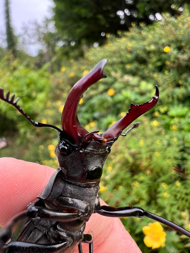 Close up picture of the head of a male stag beetle