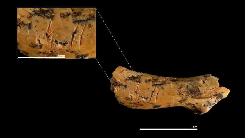 Detail of the neck vertebra of a child aged between 2 and 5 years, with cut marks evidencing cannibalistic practices by other humans. (Image credit: Maria D. Guillén / IPHES-CERCA)