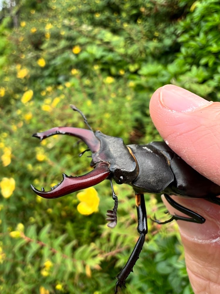 Close up picture of the head of a male stag beetle
