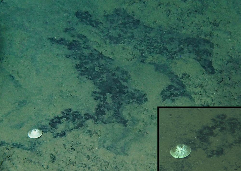 Photograph of the new species with a clear feeding trail behind. Credit: Chen et al.