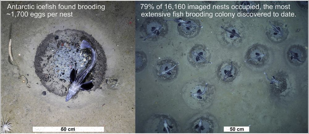 Photo of an individual nest (left) and a larger view of a tiny bit of the colony (a dozen of nest)