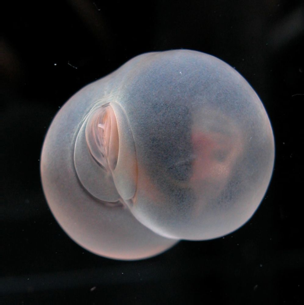A laboratory image of Chaetopterus pugaporcinus, aka the "pigbutt worm," an unusual, round, marble-sized worm discovered in Monterey Bay.