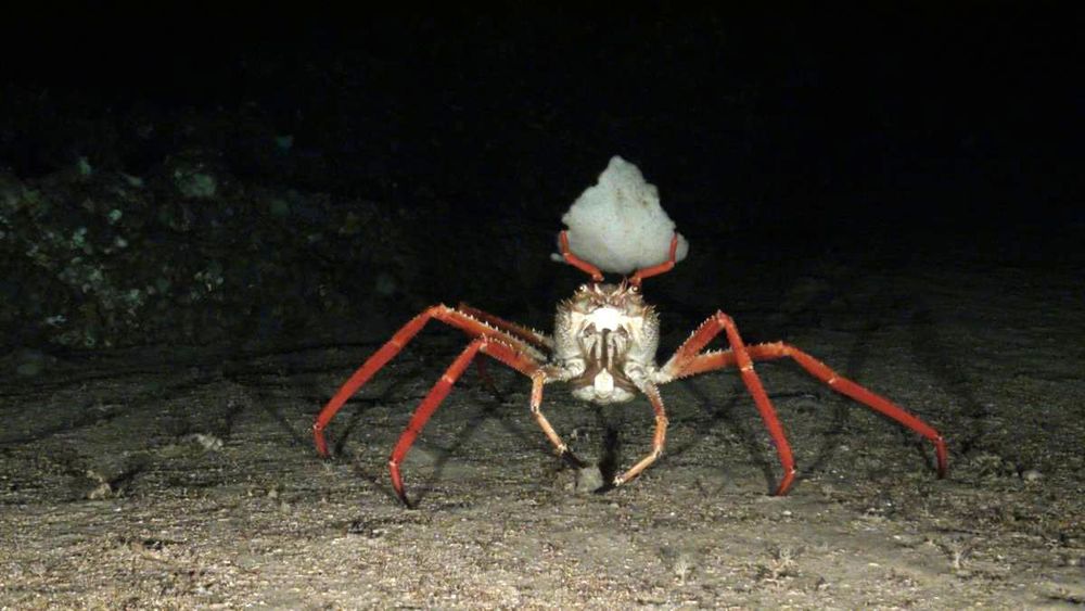 Paromola cuvieri carrying a sponge

Image: OCEANA