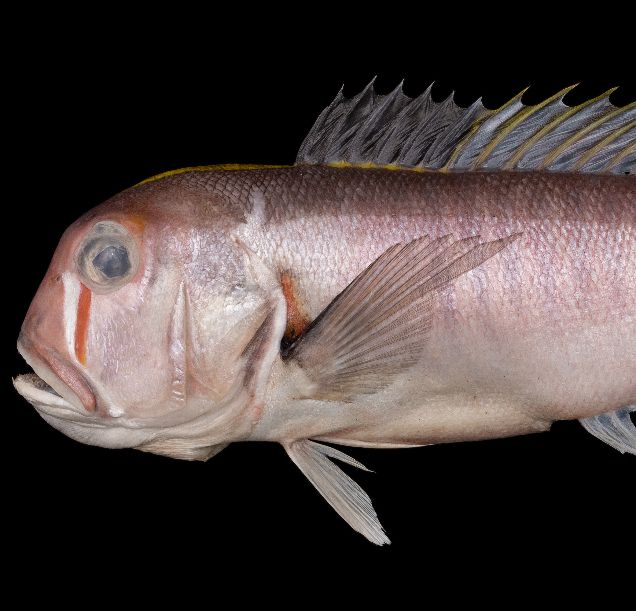 Branchiostegus sanae, a humble fish