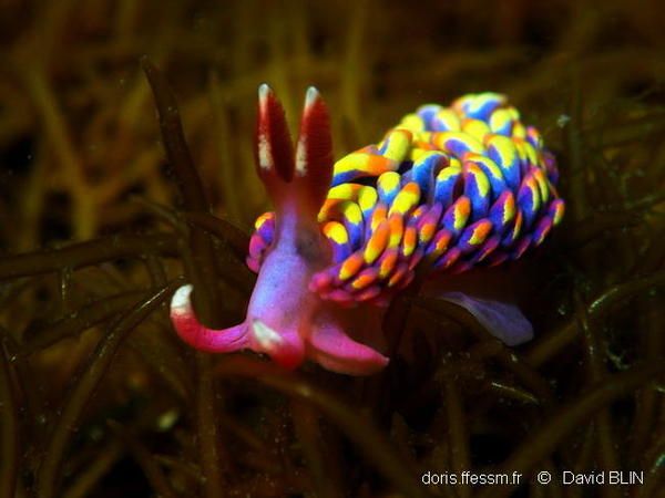 Front view of a specimen of Babakina anadon on the sea floor. The body is bright pink, while the structures covering the surface of the body (cerata) shows deep blue and yellow hues, with pink/red tips.
Credit : David Blin