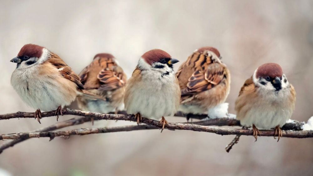 Tree sparrows perched on a branch 