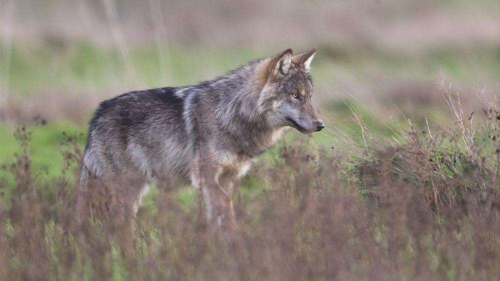 Hond meegenomen en gebeten door vermoedelijke wolf bij Nunspeet