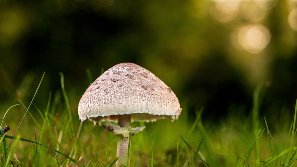 Uitstekend herfstweer: weekend vol zonneschijn