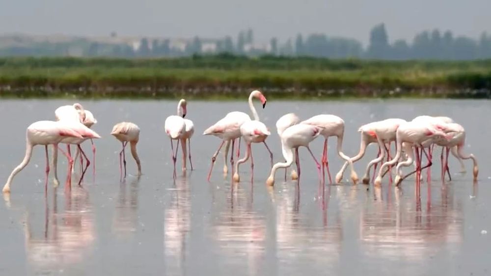 Flamingo's verwoesten risotto-oogst in Italië, boeren wanhopig