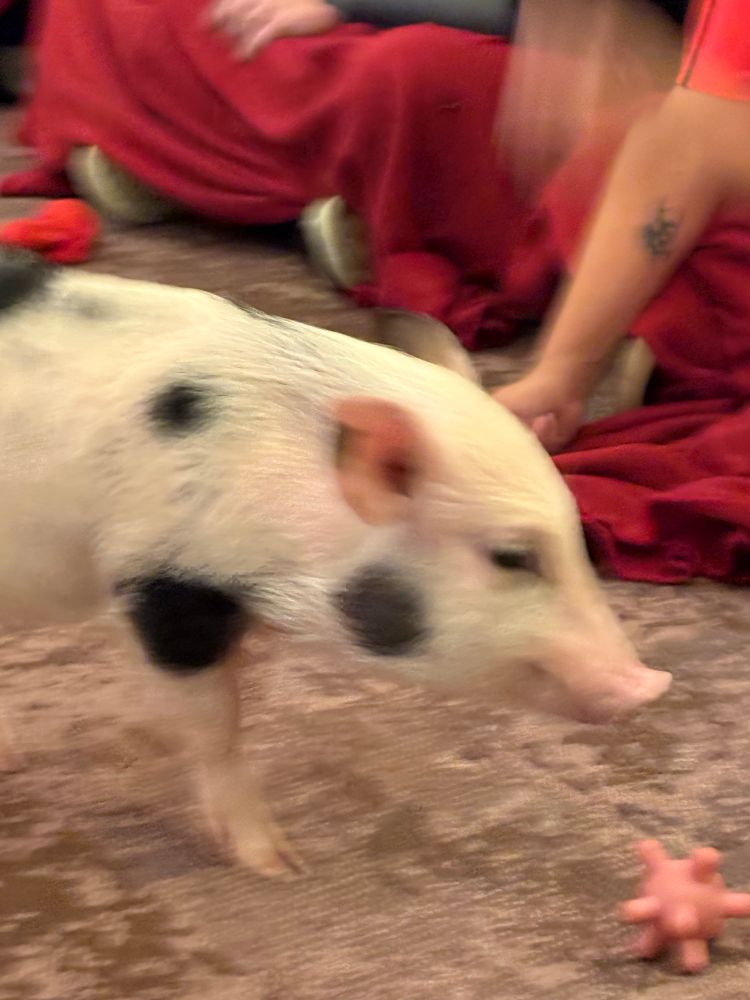 Mini pig