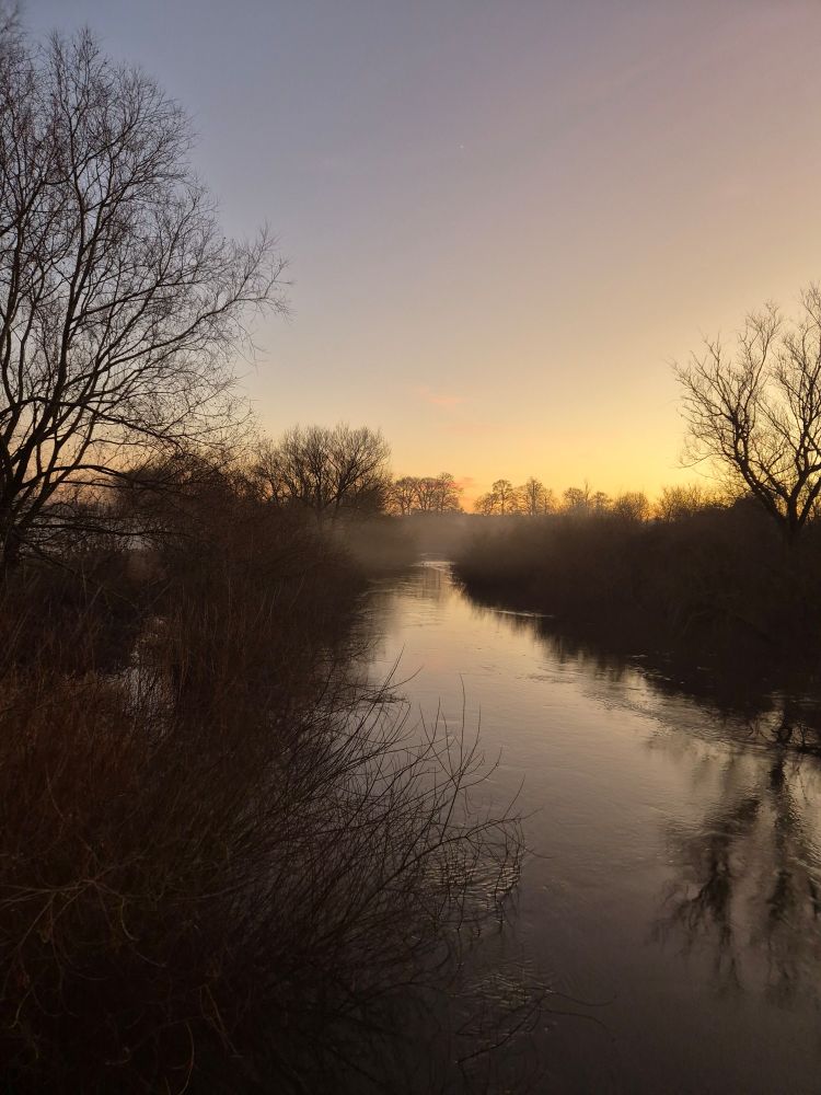 The River Derwent lined by willows at dawn
