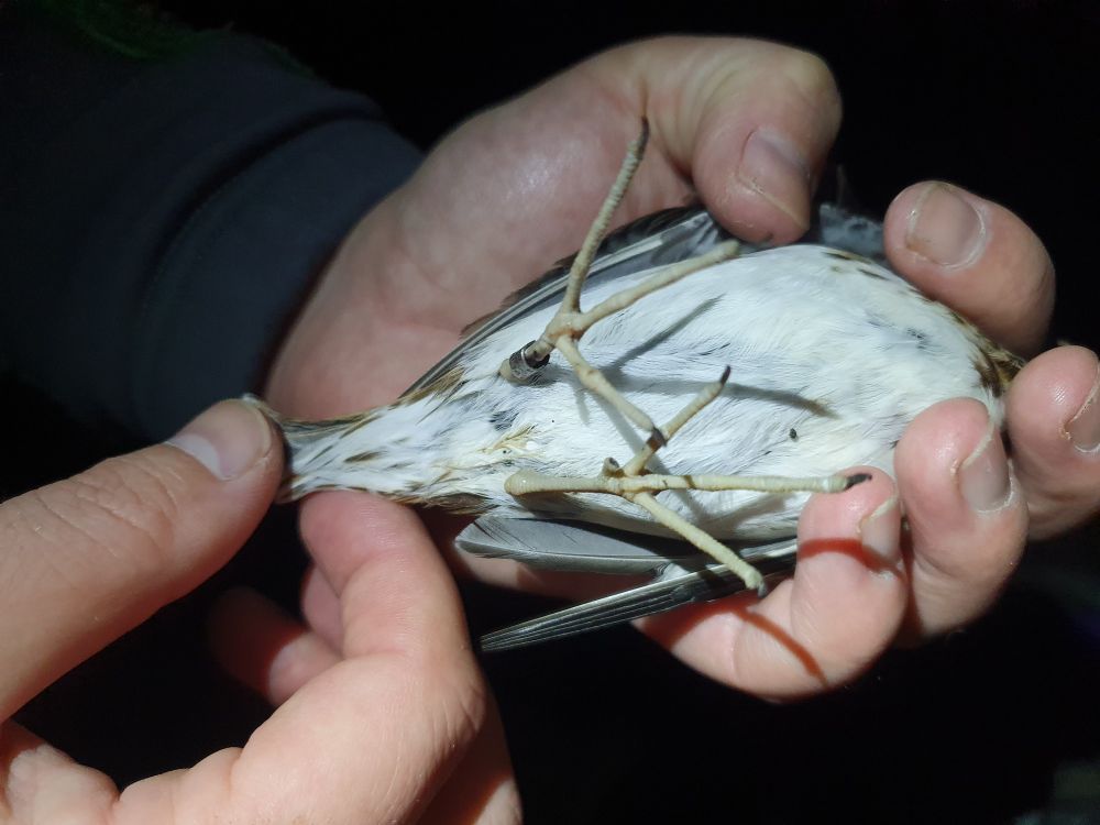 Undertake coverts of an adult Jack Snipe with thick dark streaks