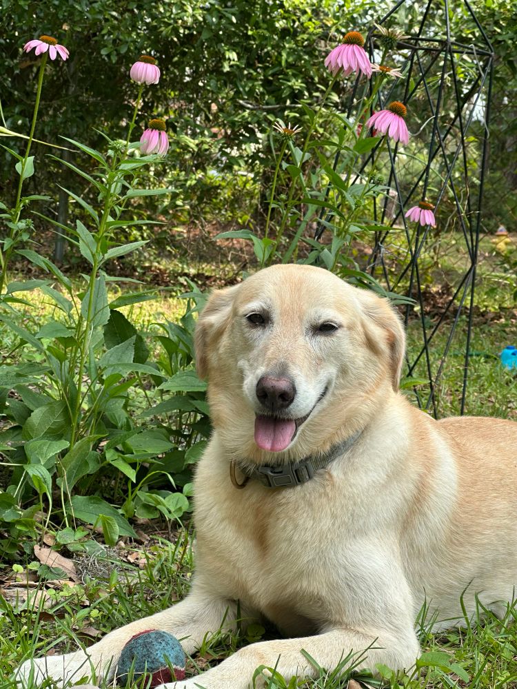 Maisie smiles near a garden. A ball sits between her paws. 