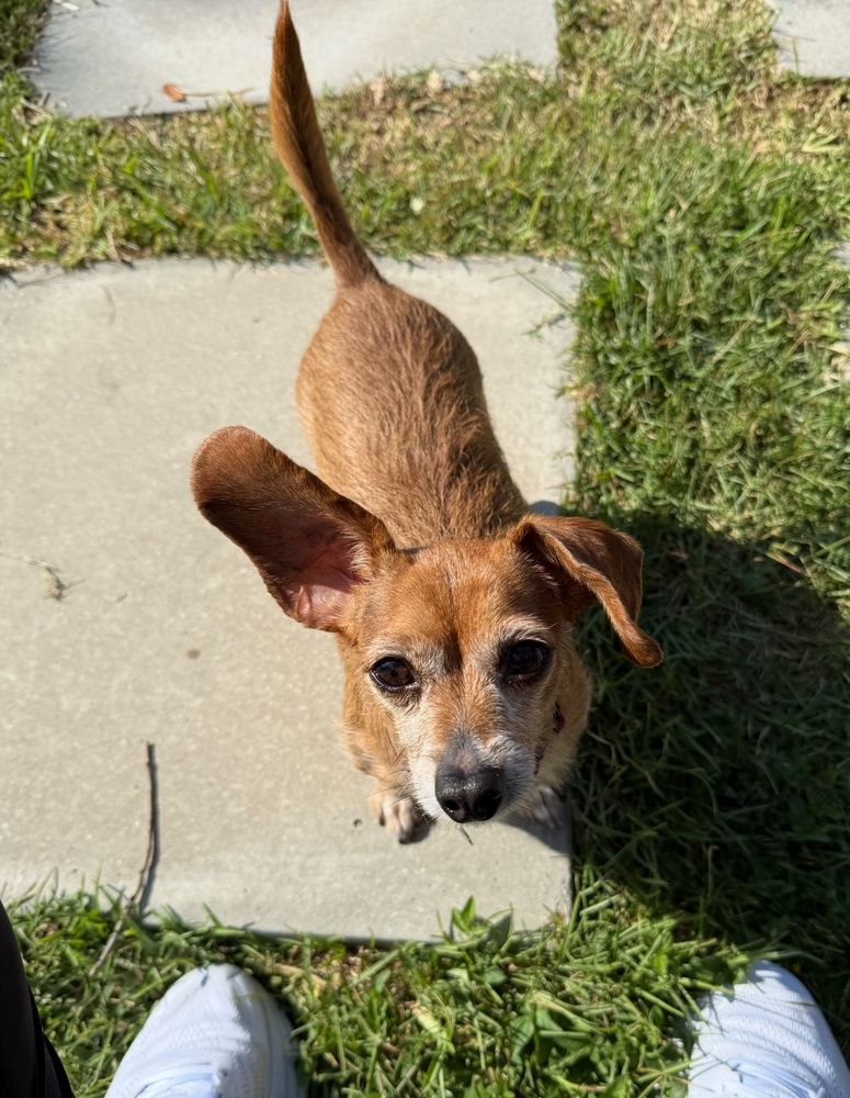 Small but mighty copper chiweenie with one ear up and one ear down standing on a large cement paver surrounded by grass while the sun shines brightly all around. 