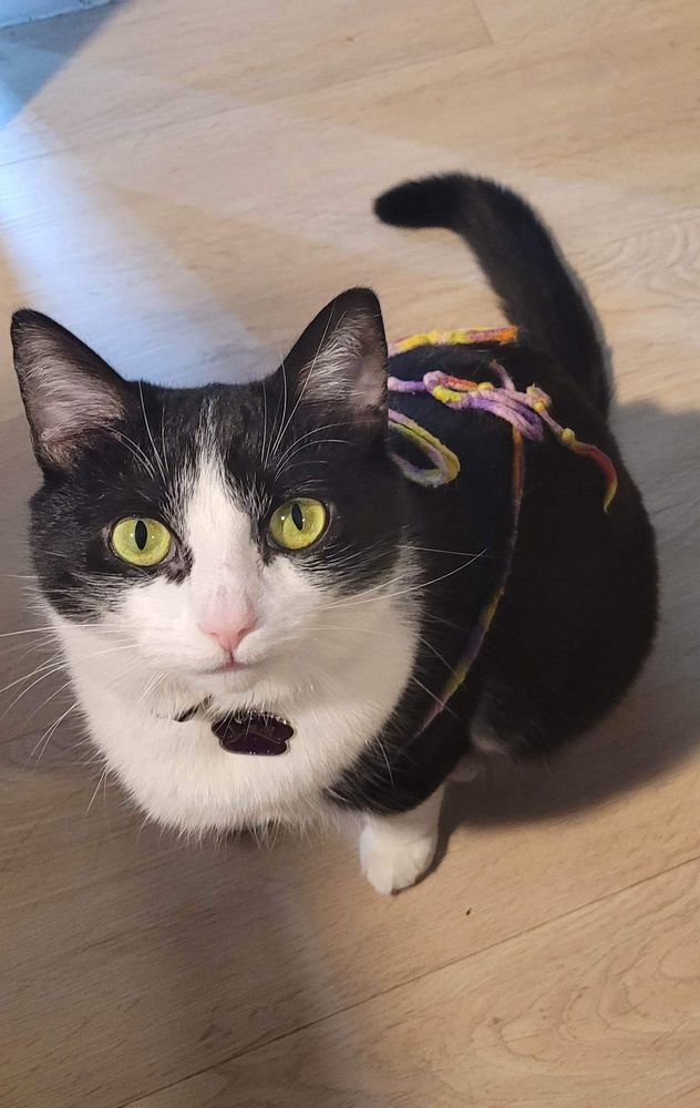 A tuxedo cat glaring at the camera because the operator left a pile of yarn on her back. 