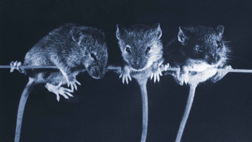 A conservative political consultant wants to end government funding for research involving animal subjects. Scientists call that a dangerous game.