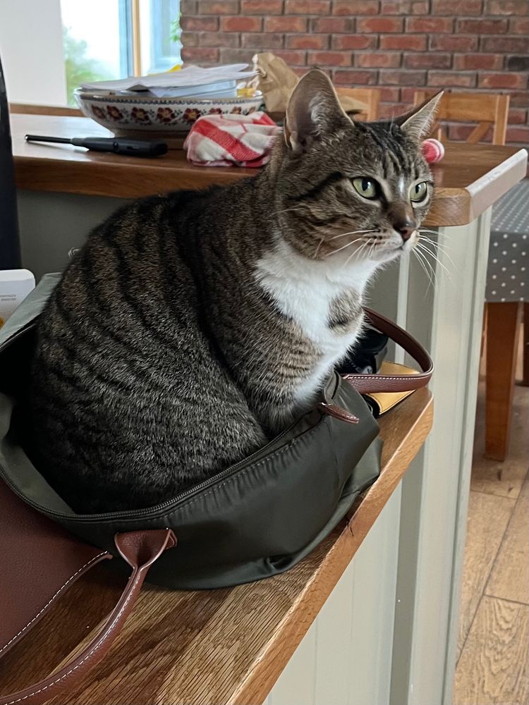 9 year old cat not budging from the handbag
