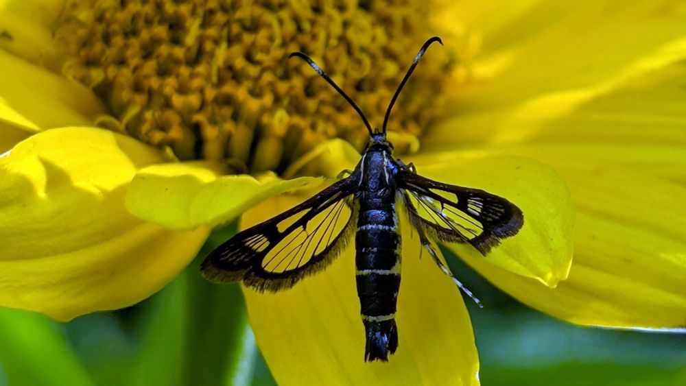An Ithaca Clearwing Moth
