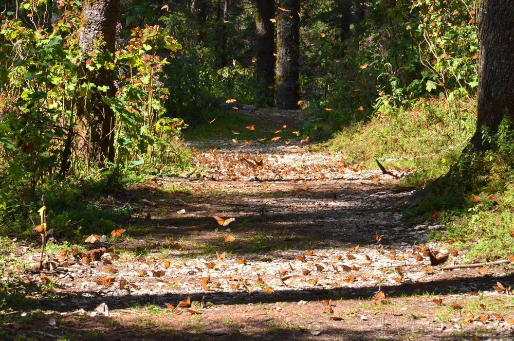 Monarch Butterflies at Sierra Chincua Sanctuary in Mexico.