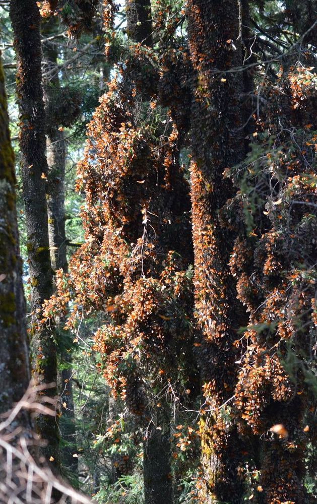 Monarch Butterflies at Sierra Chincua Sanctuary in Mexico.