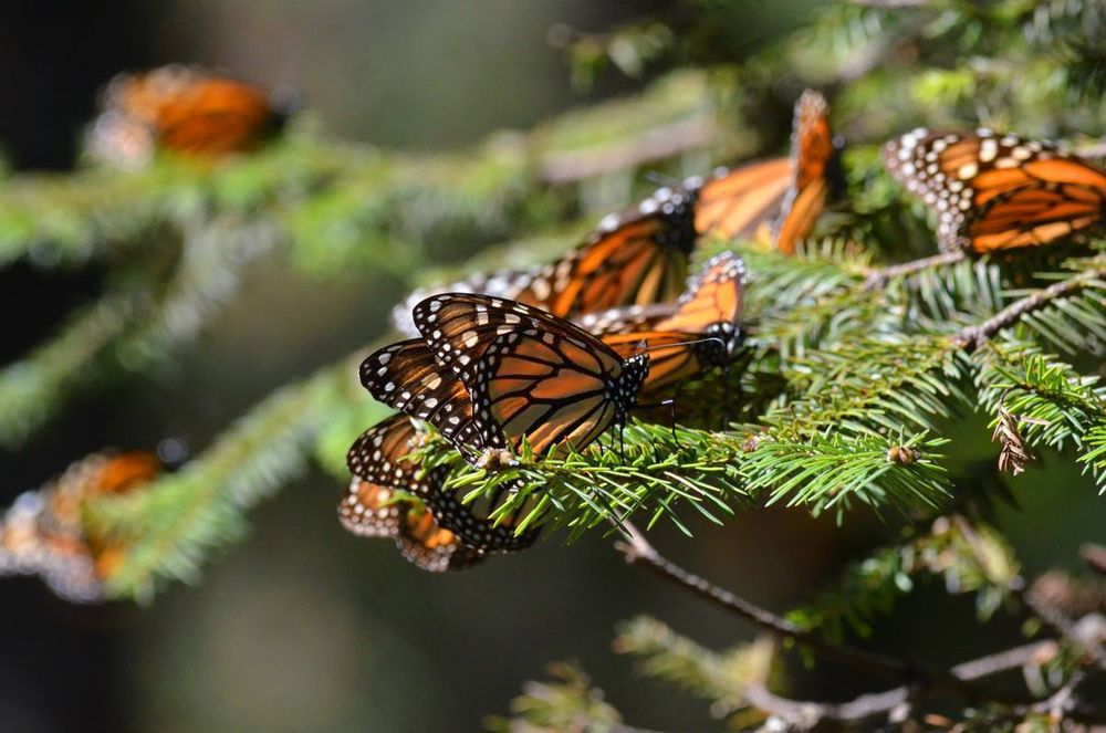 Monarch Butterflies at Sierra Chincua Sanctuary in Mexico.