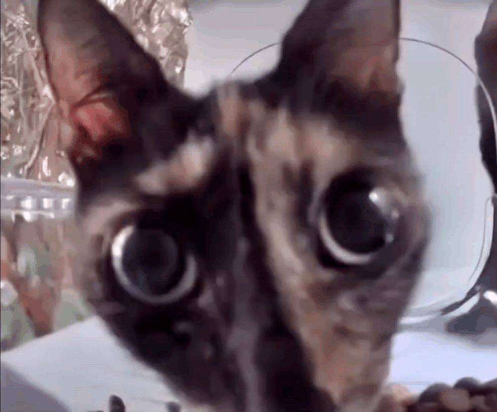 a close up of a cat 's face with big eyes .