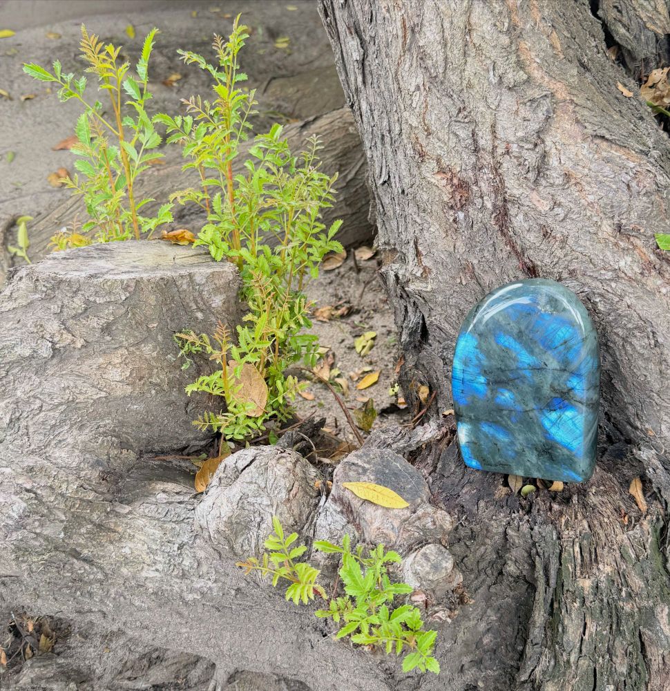 The album cover of my next album, Jiaogulan. It's a photo I took of my labradorite crystal on a tree trunk in my mom's backyard.