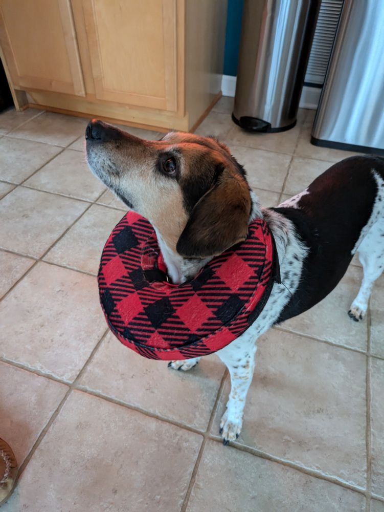 A small beagle standing in the kitchen wearing a buffalo check e-collar. She's looking up and to the left.